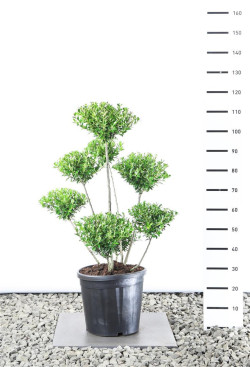 Bugienis maximowicziana (Lot Ilex maximowicziana)   80-100 C25