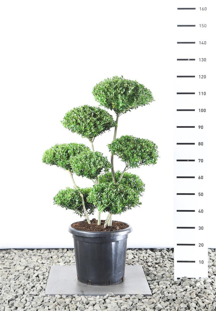 Bugienis maximowicziana (Lot Ilex maximowicziana)   80-100 CM EXTRA C25