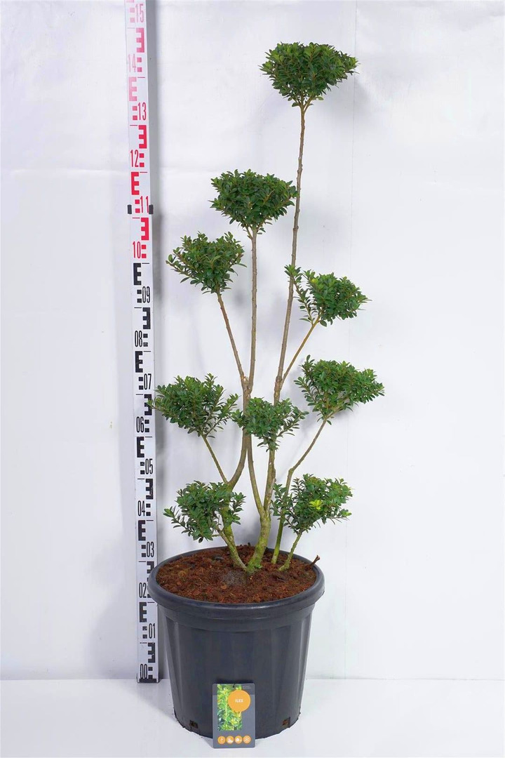 Bugienis maximowicziana (Lot Ilex maximowicziana)   100-125 C25