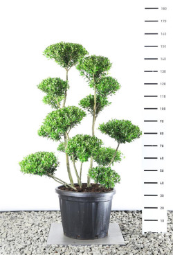 Bugienis maximowicziana (Lot Ilex maximowicziana)   EXTR 100-125 C25