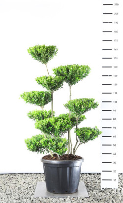Bugienis maximowicziana (Lot Ilex maximowicziana)   EXTR 125-150 C25