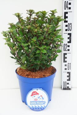 Bugienis (Lot Ilex mes.) 'Little Pirat' C3/P19 30-40 CM | BUGIENIAI | KRŪMAI