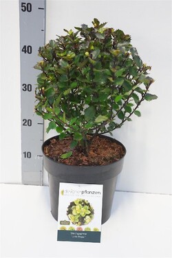 Bugienis (Lot Ilex mes.) 'Little Pirat' 25-30 CM RUTULYS C4/P21 | BUGIENIAI | KRŪMAI
