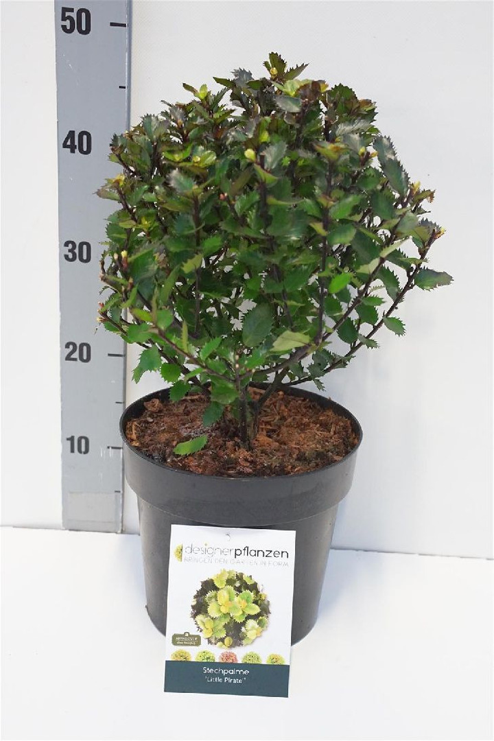Bugienis (Lot Ilex mes.) 'Little Pirat' 25-30 CM RUTULYS C4/P21 | BUGIENIAI | KRŪMAI