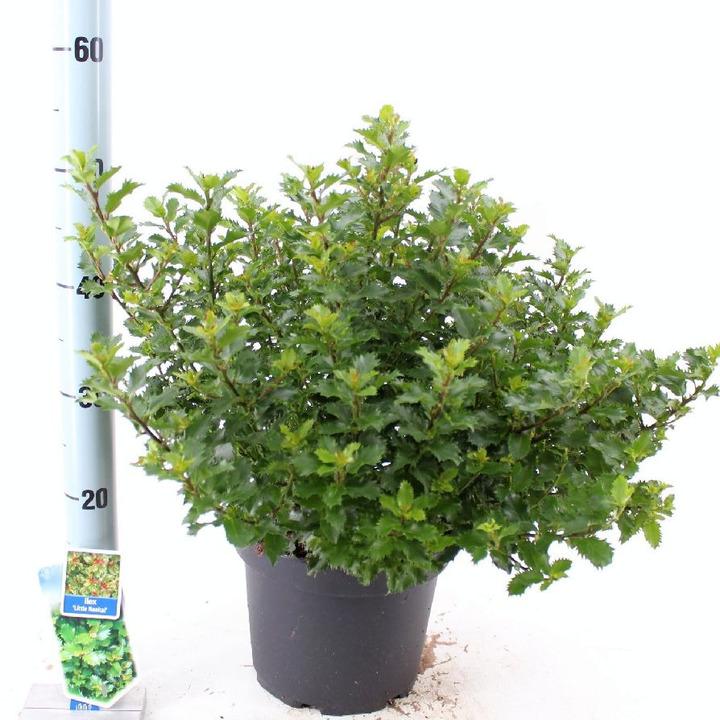 Bugienis (Lot Ilex mes.) 'Little Rascle' C5/P23 30-40 CM