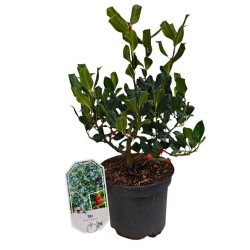 Bugienis (Lot Ilex) 'Nellie R. Stevens' C3/P19 30-40 CM