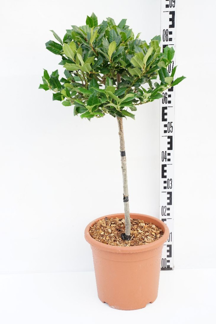 Bugienis (Lot Ilex) 'Nellie R. Stevens' C9 STIEBAS 40 CM