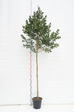Bugienis (Lot Ilex) 'Nellie R. Stevens' C35 KOTO APIMTIS 12-14 CM | BUGIENIAI | KRŪMAI