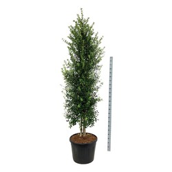 Bugienis (Lot Ilex) 'Washington' C90 PIRAMIDĖ ANT STIEBO 225-250 CM - nuotrauka 1