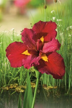 Vilkdalgiai (L) (Lot Iris (L)) 'Ann Chowning' P9 | VILKDALGIAI | SVOGŪNINĖS GĖLĖS