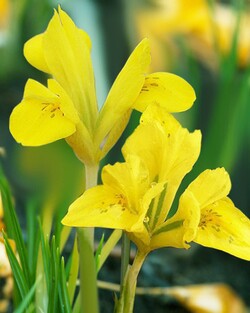 Danford vilkdalgiai (Lot Iris danfordiae)  SVOGUNĖLIAI 100 VNT