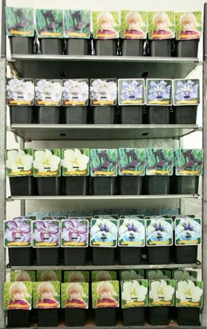 Vilkdalgiai japoniniai (Lot Iris ensata)  C5/P23