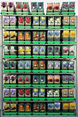 Mėlynžiedis vilkdalgis MIX (Lot Iris germanica)  P11 - nuotrauka 1