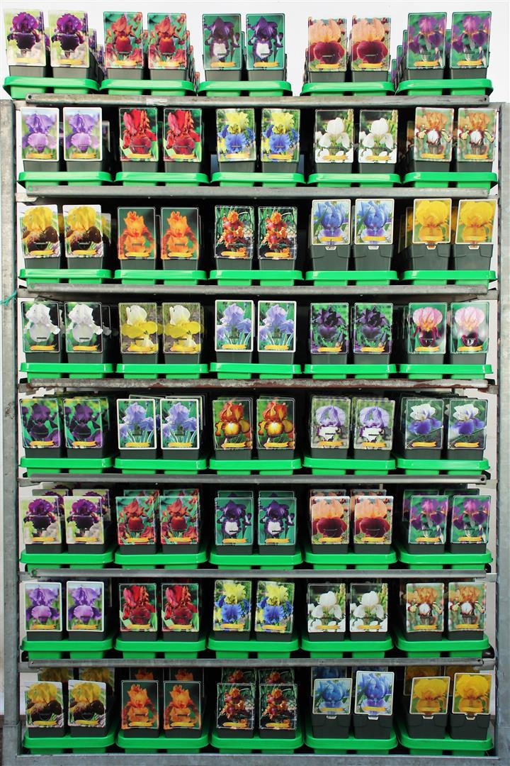 Mėlynžiedis vilkdalgis MIX (Lot Iris germanica)  P11