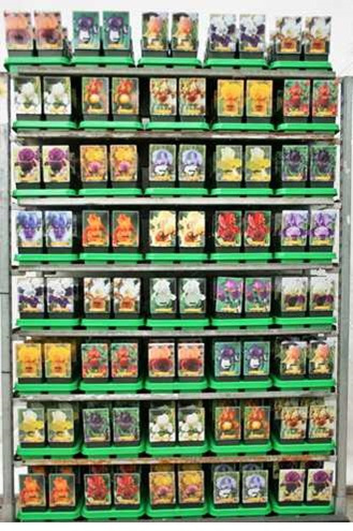 Mėlynžiedis vilkdalgis MIX (Lot Iris germanica)  P11
