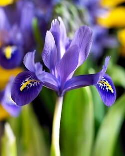 Vilkdalgiai tinkliniai (Lot Iris ret.) 'Harmony' | VILKDALGIAI | SVOGŪNINĖS GĖLĖS