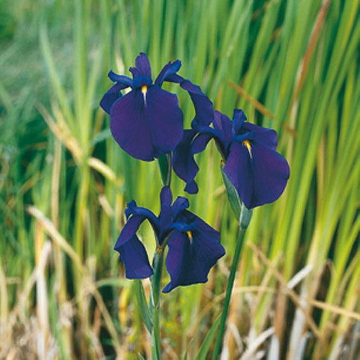Vilkdalgiai kaempferi (Lot Iris kaempferi) 18X18 CM | VILKDALGIAI | SVOGŪNINĖS GĖLĖS