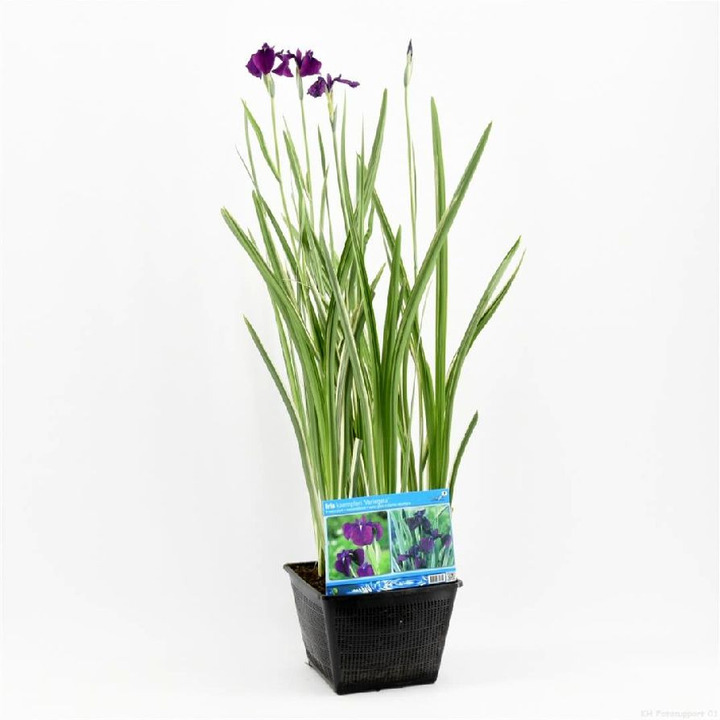 Vilkdalgiai japoniniai (Lot Iris kaemp.) 'Variegata' PONDBASKET 28X28 CM