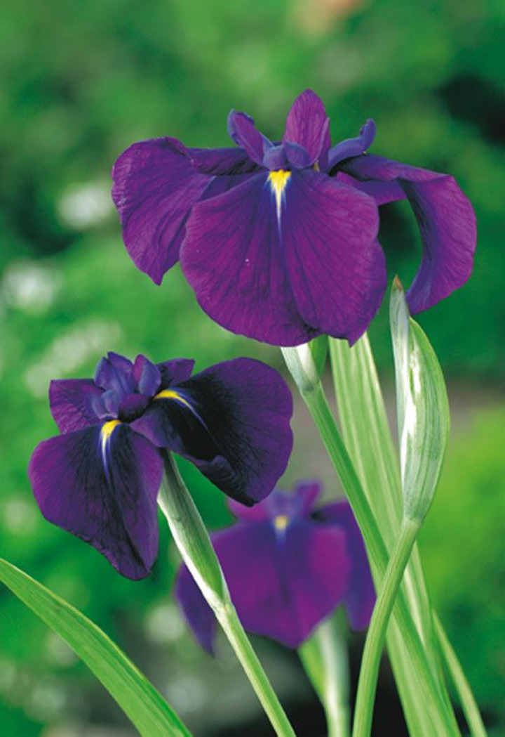 Vilkdalgiai kaemp. (Lot Iris kaemp.) 'Variegata' 18X18 CM | VILKDALGIAI | SVOGŪNINĖS GĖLĖS