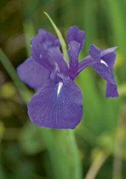Vildalgiai glotnieji (Lot Iris laevigata)  P9 VANDENS AUGALAS