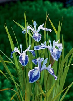 Vildalgiai glotnieji (Lot Iris laev.) 'Mottled Beauty' PONDBASKET 18X18 CM
