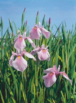 Vilkdalgiai laev. (Lot Iris laev.) 'Rose Queen' P9 | VILKDALGIAI | SVOGŪNINĖS GĖLĖS