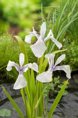 Vildalgiai glotnieji (Lot Iris laev.) 'Snowdrift' PONDBASKET 18X18 CM