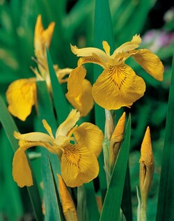 Geltonieji vilkdalgiai (Lot Iris pseudacorus) P9 | VILKDALGIAI | SVOGŪNINĖS GĖLĖS