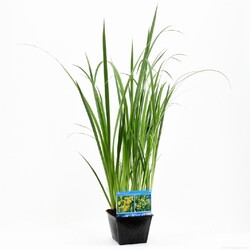 Geltonieji vilkdalgiai (Lot Iris pseudacorus)  PONDBASKET 28X28 CM