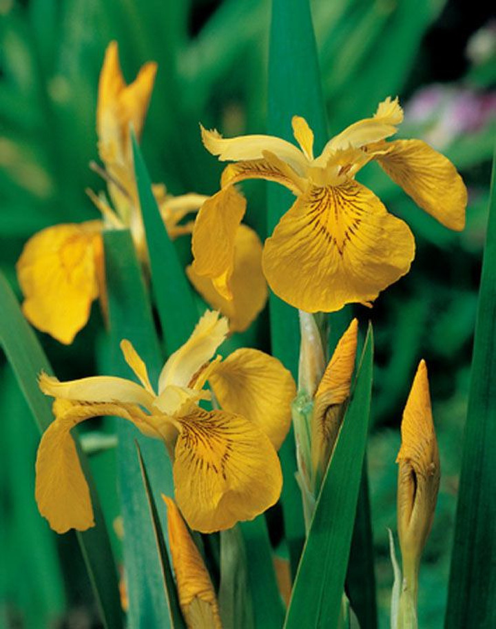 Geltonieji vilkdalgiai (Lot Iris pseudacorus) 18X18 CM | VILKDALGIAI | SVOGŪNINĖS GĖLĖS
