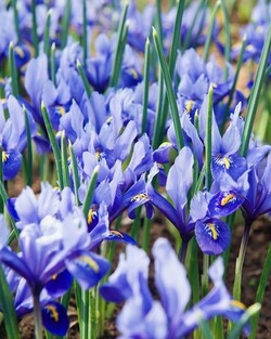 Vilkdalgiai tinkliniai (Lot Iris ret.) 'Alida' SVOGUNĖLIAI 100 VNT