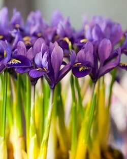 Vilkdalgiai tinkliniai (Lot Iris ret.) 'Pixie' | VILKDALGIAI | SVOGŪNINĖS GĖLĖS