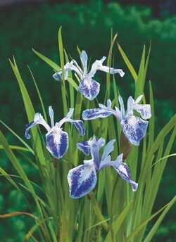Vilkdalgiai setosa (Lot Iris setosa) P9 | VILKDALGIAI | SVOGŪNINĖS GĖLĖS