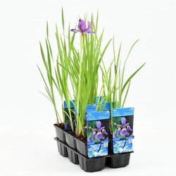 Sibiriniai vilkdalgiai (Lot Iris sibirica) P9 | VILKDALGIAI | SVOGŪNINĖS GĖLĖS