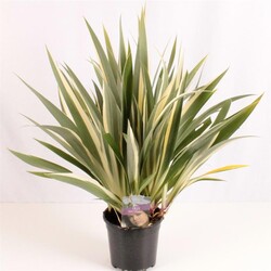 Vilkdalgiai tectorum (Lot Iris tect.) 'Cruella' C2/P17 30-40 CM - nuotrauka 1