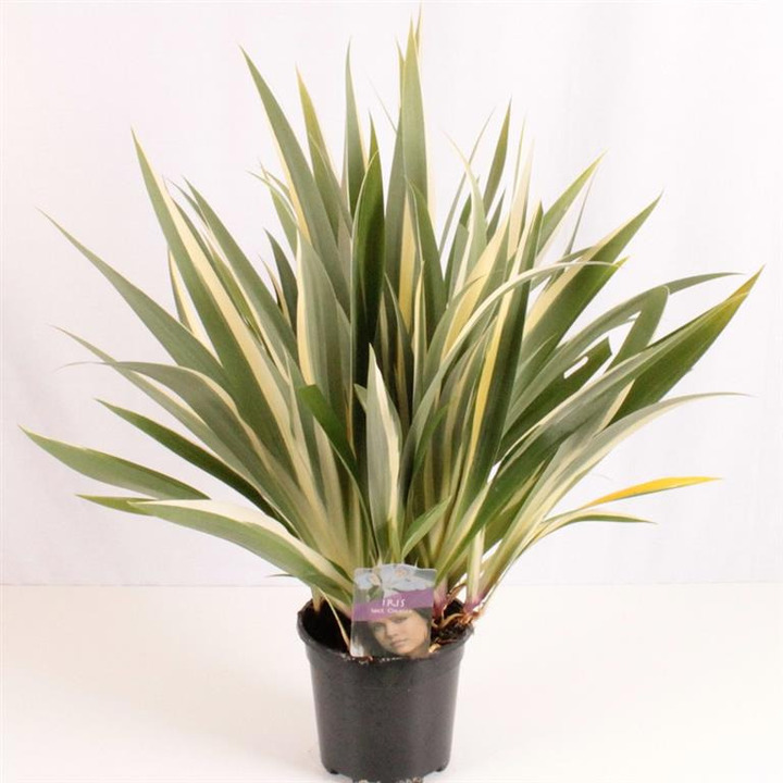 Vilkdalgiai tectorum (Lot Iris tect.) 'Cruella' C2/P17 30-40 CM
