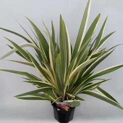 Vilkdalgiai tectorum (Lot Iris tect.) 'Cruella' C2/P17 30-40 CM - nuotrauka 2