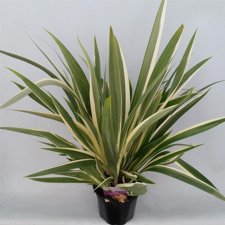 Vilkdalgiai tectorum (Lot Iris tect.) 'Cruella' C2/P17 30-40 CM