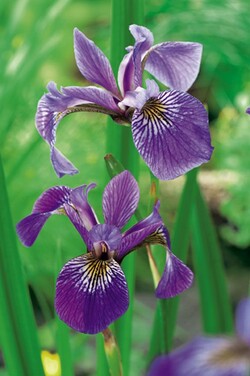 Įvairiaspalviai vilkdalgiai (Lot Iris versicolor) 18X18 CM | VILKDALGIAI | SVOGŪNINĖS GĖLĖS