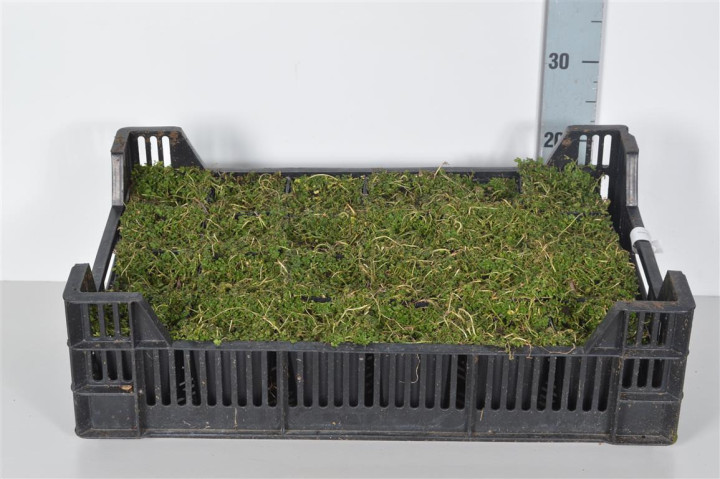 Lyguolė (Lot Isotoma fluviatilis) P9 | LYGUOLĖS | DAUGIAMETĖS GĖLĖS