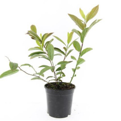 Virgininė gluosa (Lot Itea virg.) 'Henry's Garnet' C1,5/P15