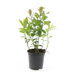 Virgininė gluosa (Lot Itea virginica)  C1,5/P15
