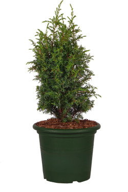 Kadagys paprastasis (Lot Juniperus comm.) 'Arnold' C4/P21 40-50 CM