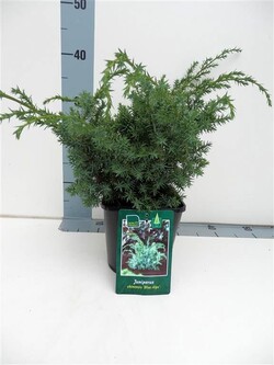 Kadagys kininis (Lot Juniperus chin.) 'Blue Alps' C2/P17 20-25 CM - nuotrauka 1