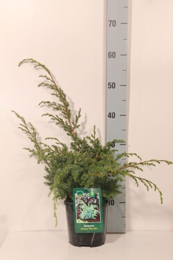 Kadagys kininis (Lot Juniperus chin.) 'Blue Alps' C2/P17 20-25 CM - nuotrauka 2