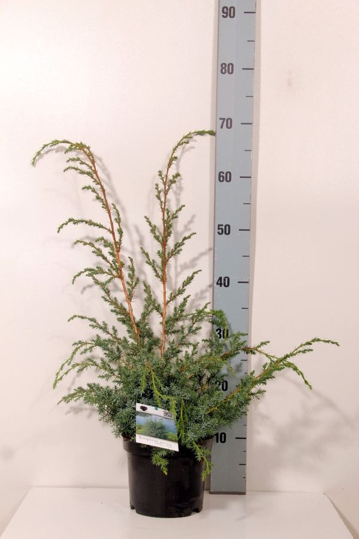 Kadagys kininis (Lot Juniperus chin.) 'Blue Alps' C2/P17 25-30 CM | KADAGIAI | SPYGLIUOČIAI