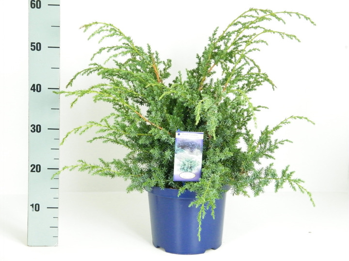 Kadagys kininis (Lot Juniperus chin.) 'Blue Alps' C5/P23 30-40 CM | KADAGIAI | SPYGLIUOČIAI