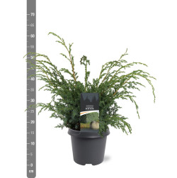 Kadagys kininis (Lot Juniperus chin.) 'Blue Alps' C5/P23 40-50 CM