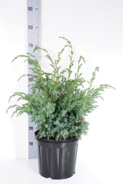 Kadagys kininis (Lot Juniperus chin.) 'Blue Alps' C7,5/P26 30-40 CM