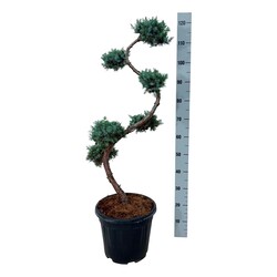 Kadagys kininis (Lot Juniperus chin.) 'Blue Alps' BONSAI 80/+ CM C15 - nuotrauka 2